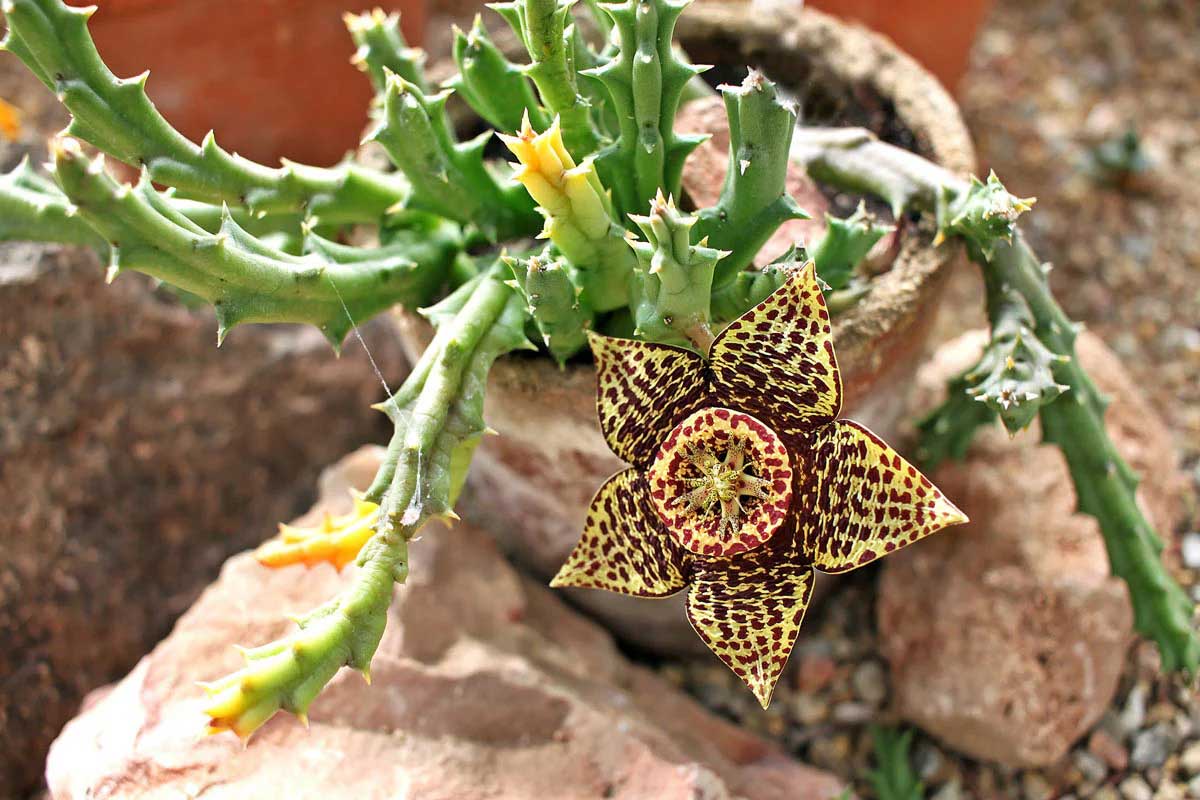 Stapelia Variegata Flower Seeds for Planting