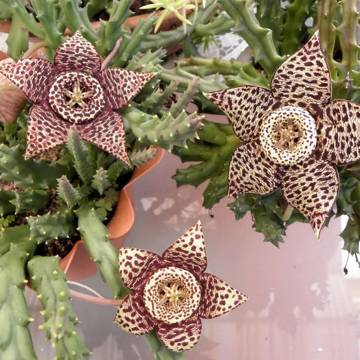 Stapelia Variegata Succulent Plant with Variegated Flowers