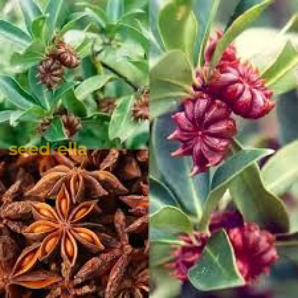 Star Anise Seeds For Planting - Grow Your Own Flower