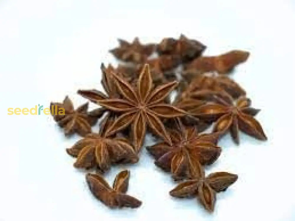 Star Anise Seeds For Planting - Grow Your Own Flower