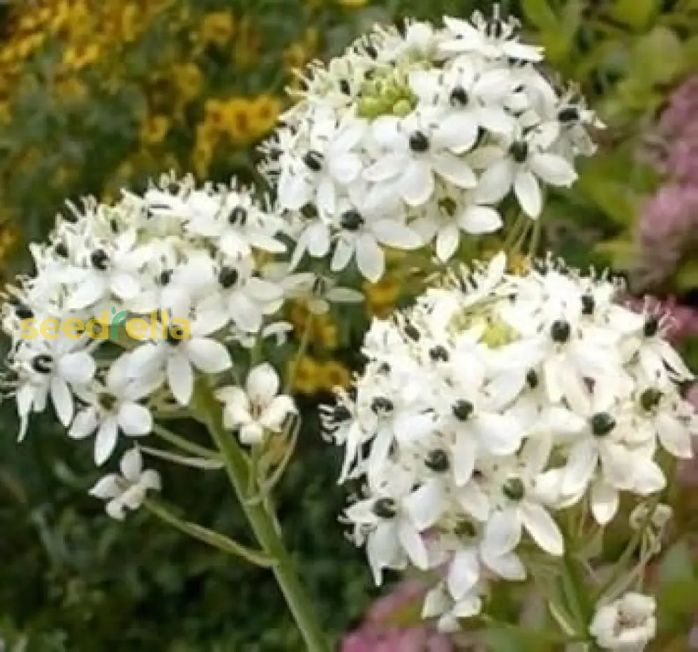 Star Bethlehem Flower Seeds Planting