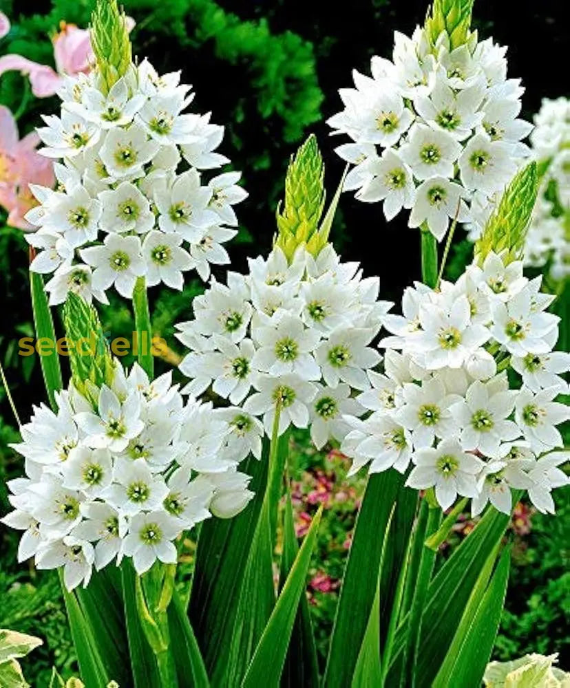 Star Bethlehem Flower Seeds Planting