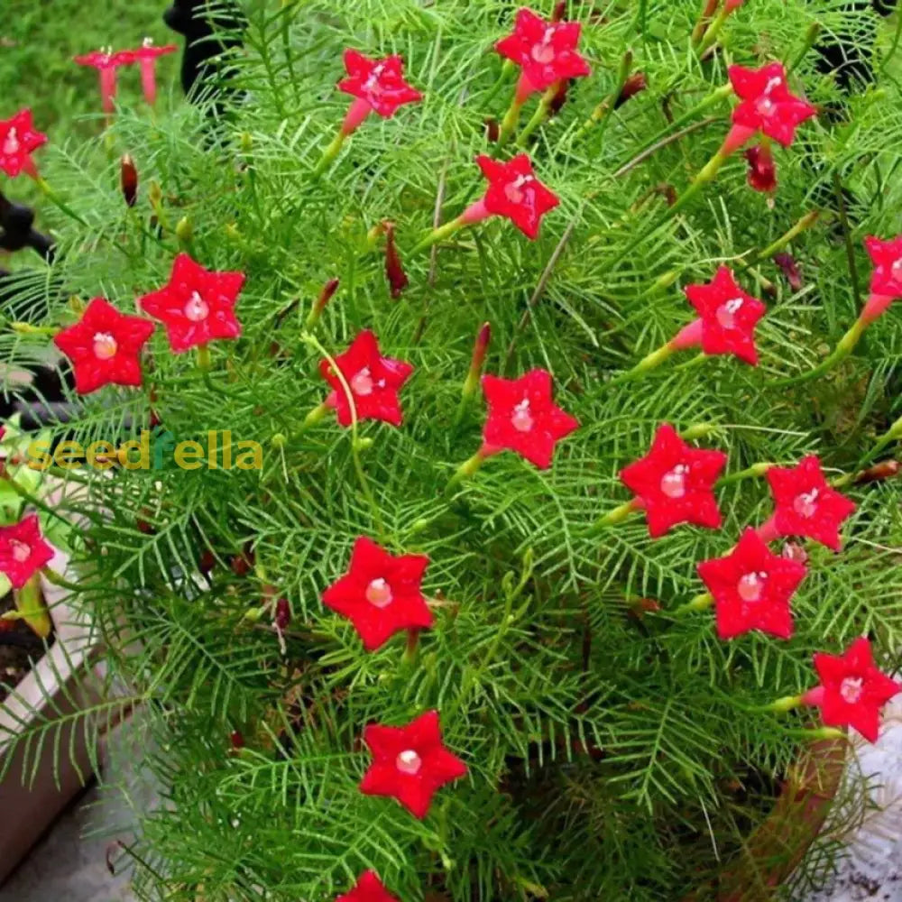 Star Creeper Flower Planting Seeds Collection