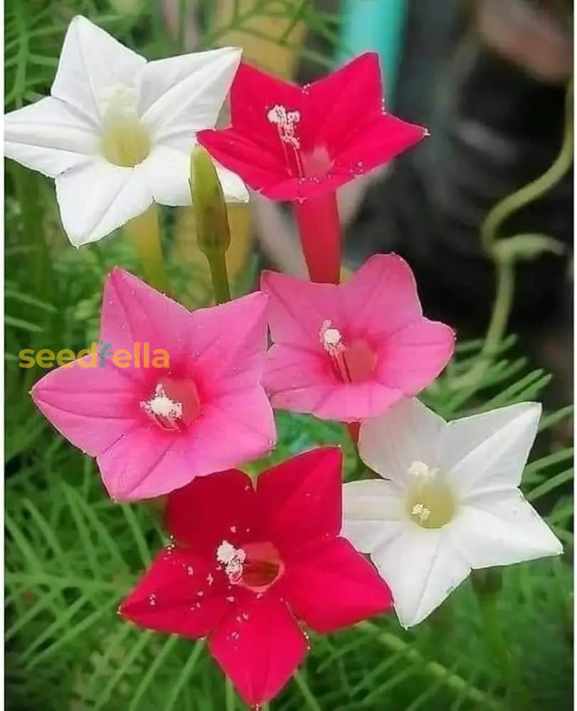 Star Creeper Flower Planting Seeds Collection