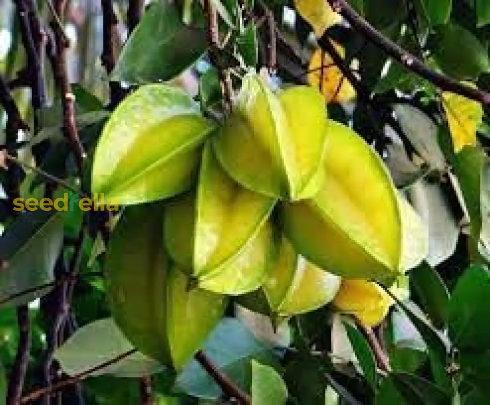 Star Fruit Seeds For Easy Planting And Growth