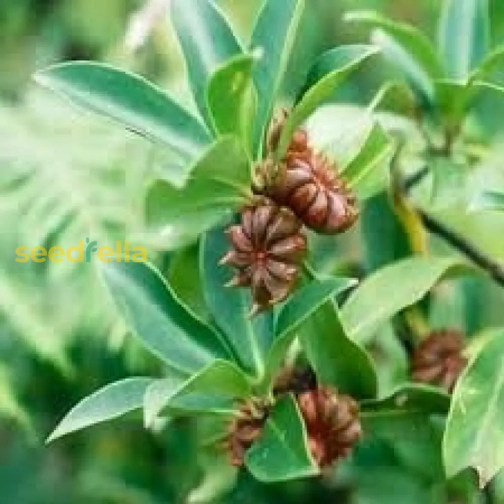 Star Illicium Anise Planting Flower Seeds