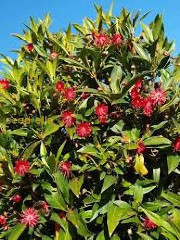 Star Illicium Anise Planting Flower Seeds