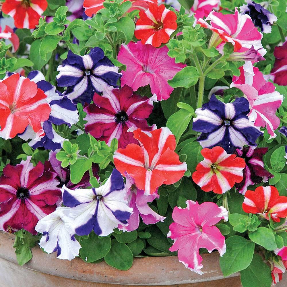 Transform Your Garden With Mixed Color Petunia Flower Seeds For Planting - Perfect Lush And Dynamic