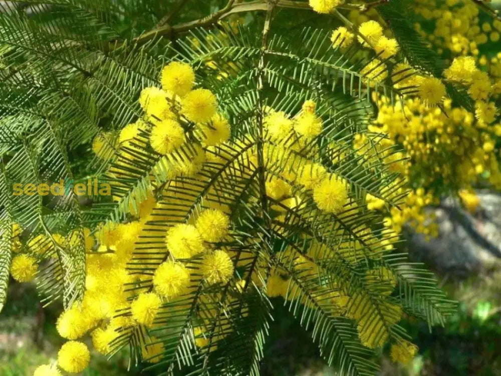 Starting acacia yellow perennial seeds indoors