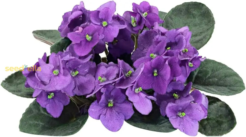 Starting mini African violet seeds indoors