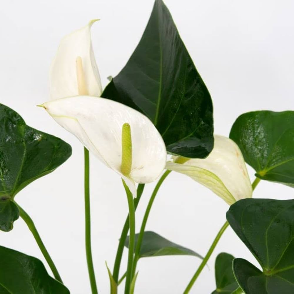 Starting anthurium seeds indoors containers