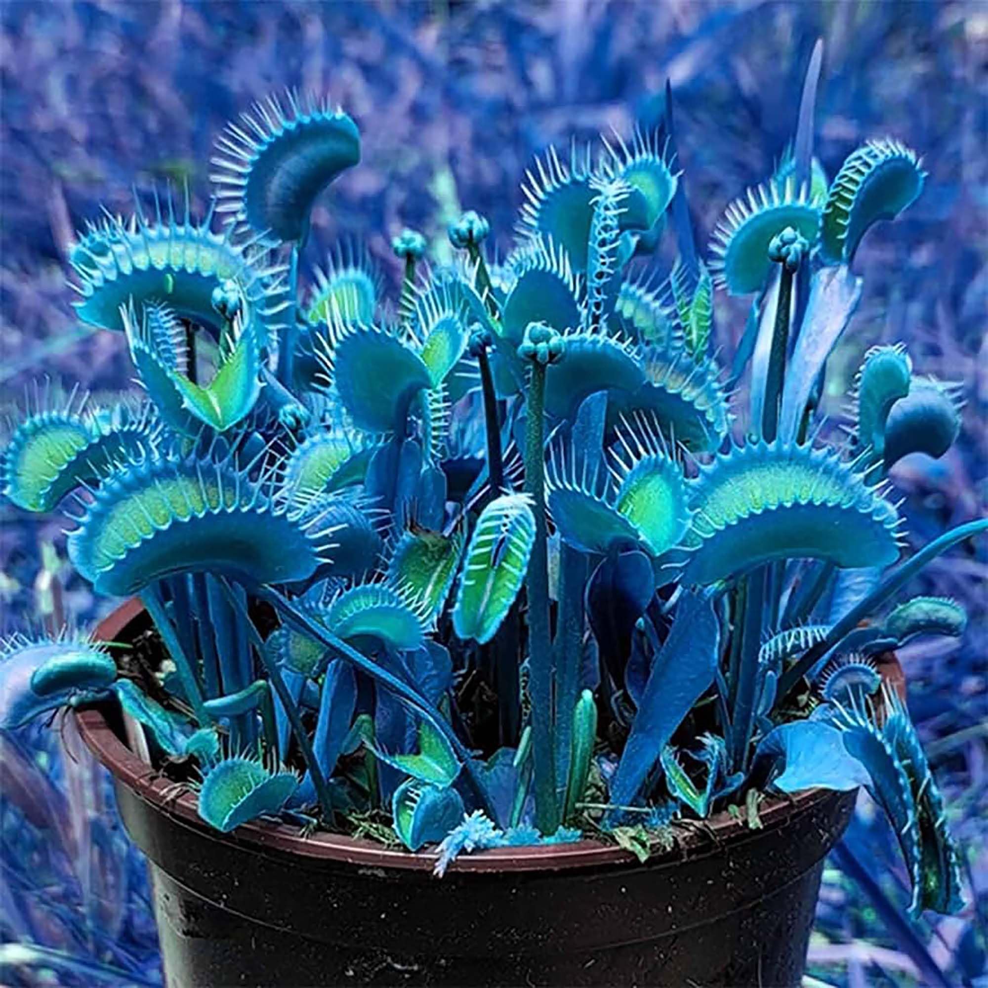 Starting blue green Venus Flytrap seeds indoors