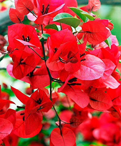 Starting red bougainvillea seeds indoors