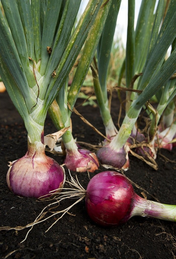 Starting climbing onion seeds indoors trays