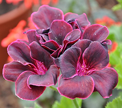 Starting dark pink black geranium seeds indoors