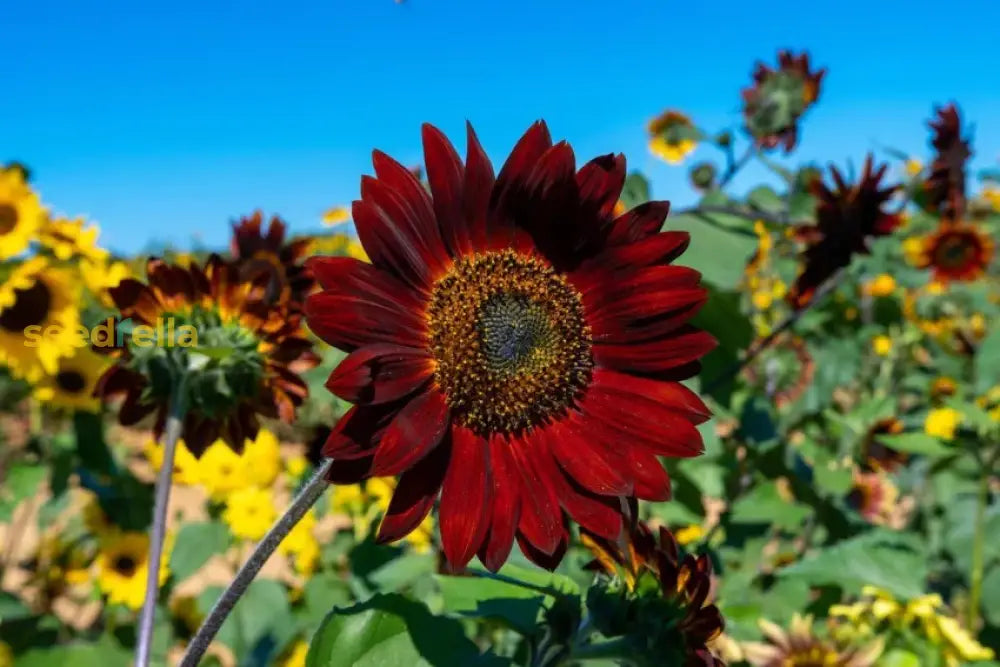Starting dark red sunflower seeds indoors