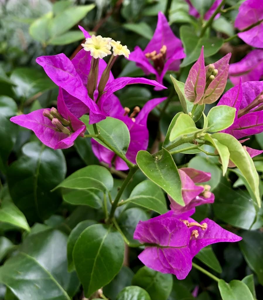 Starting dark violet Bougainvillea seeds indoors