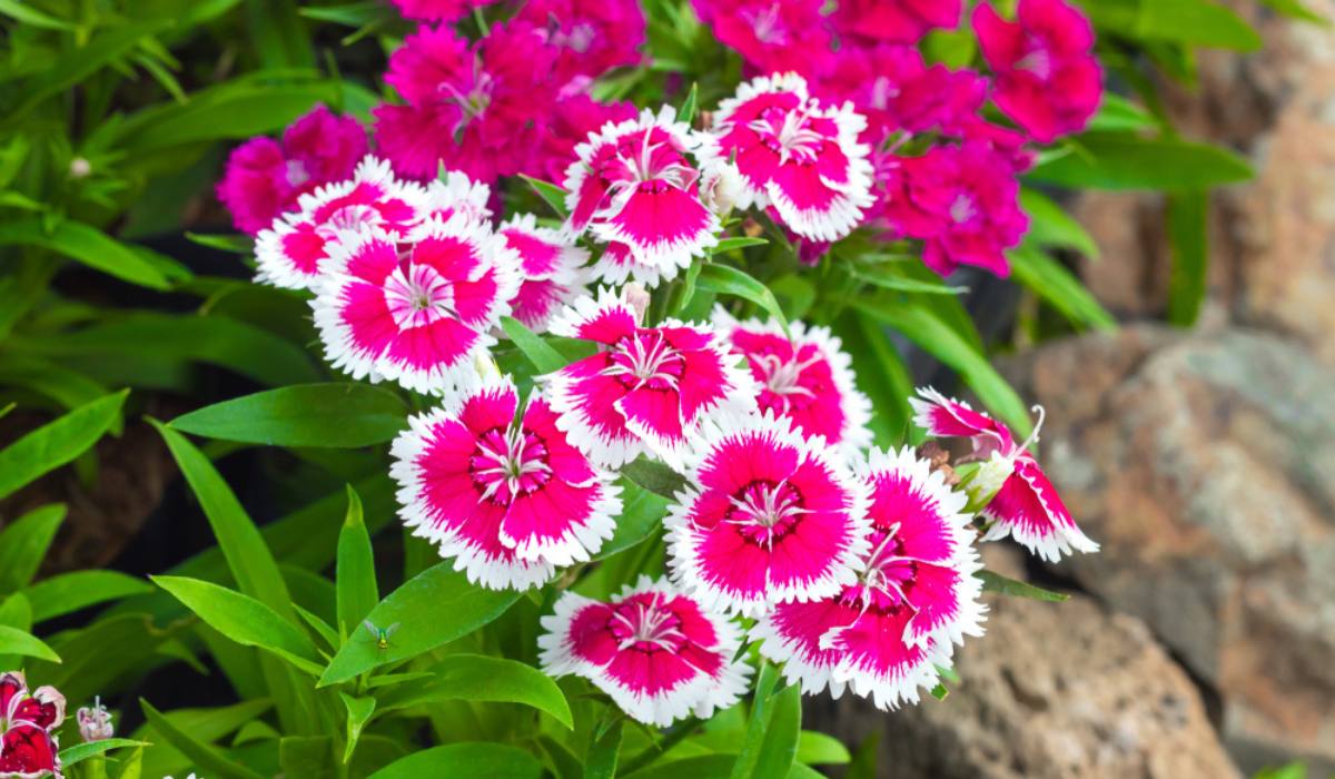 Starting pink dianthus seeds indoors trays