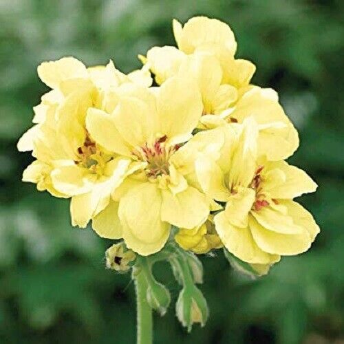 Starting univalve geranium light yellow seeds indoors