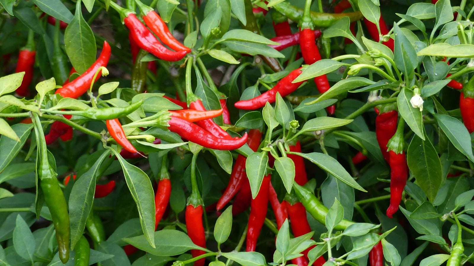 Starting hot pepper seeds indoors trays