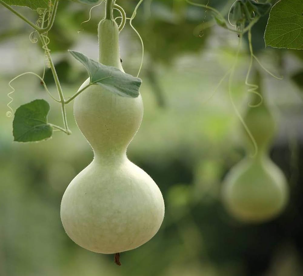 Starting lagenaria seeds indoors trays