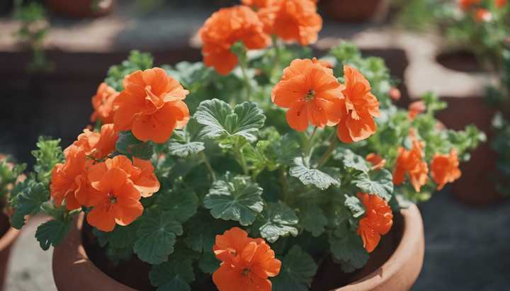 Starting light orange geranium seeds indoors