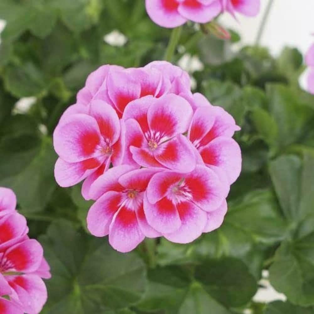 Starting light red geranium seeds indoors trays