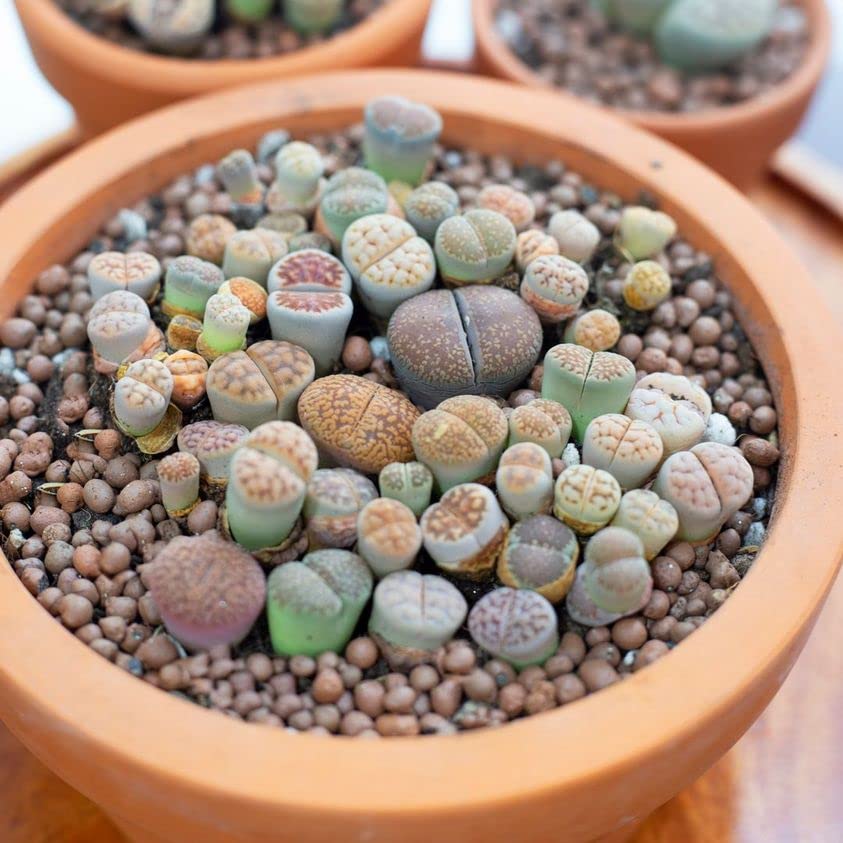 Starting living stone seeds indoors containers