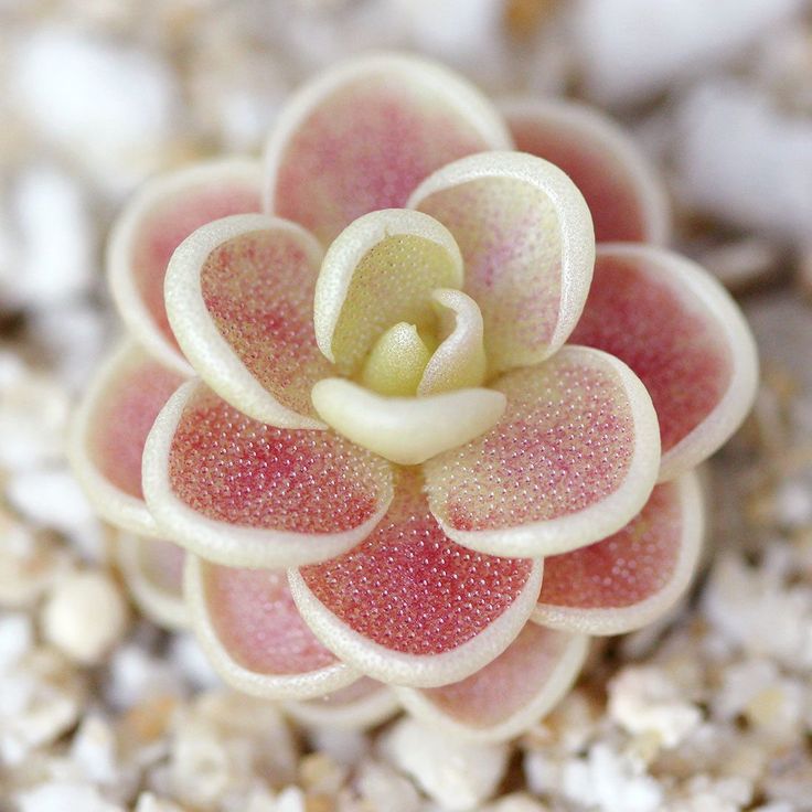 Starting Mexican Butterwort carnivorous seeds indoors