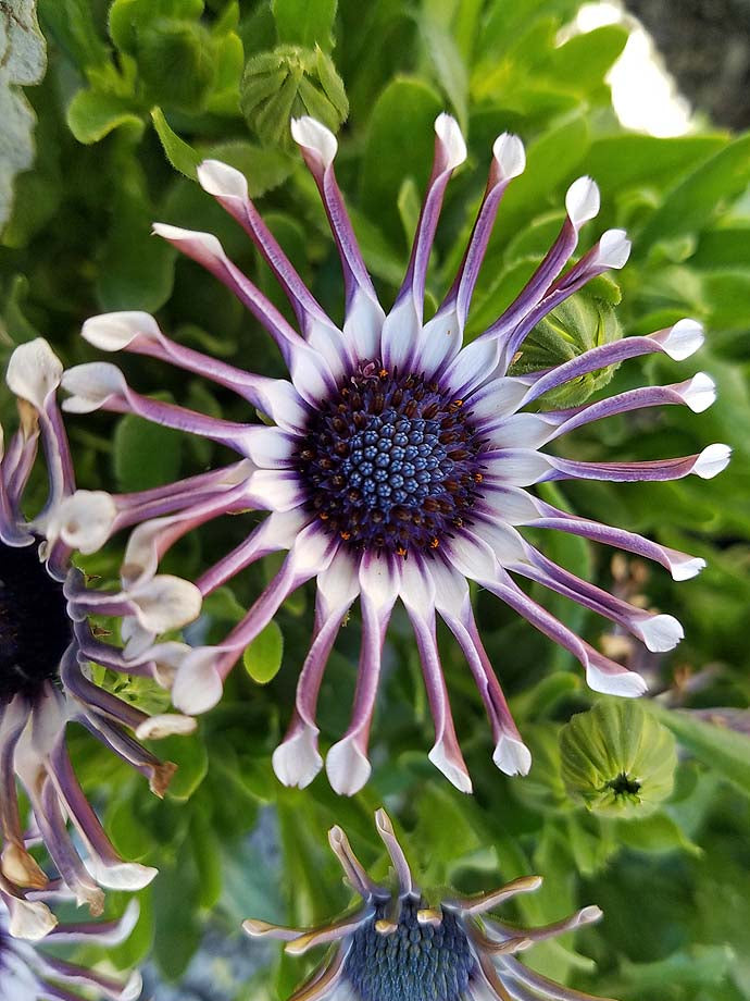 Starting multi-colour Osteospermum seeds indoors