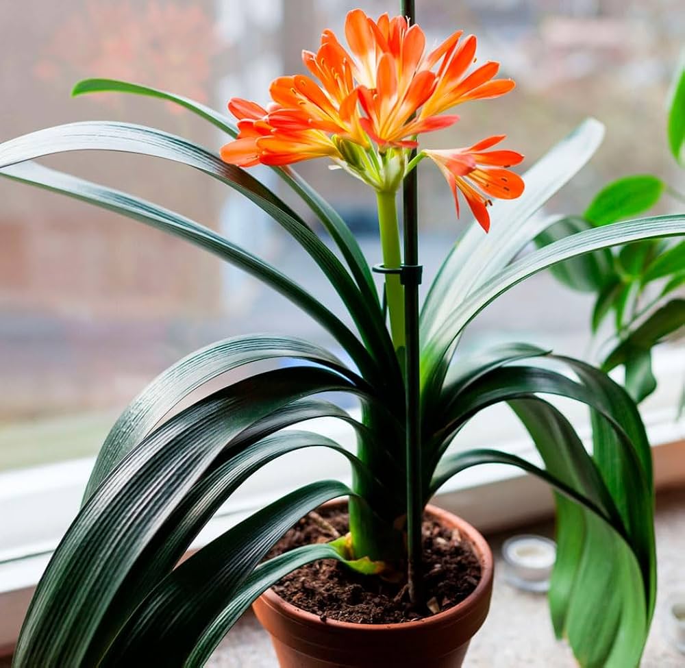 Starting orange Clivia seeds indoors