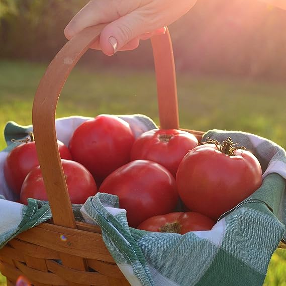 Starting organic tomato seeds indoors trays
