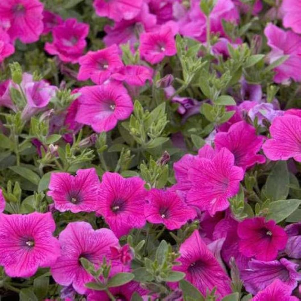 Starting pink petunia seeds indoors