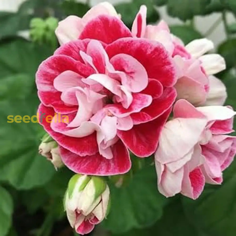 Geranium Seeds – Pink Red Variety