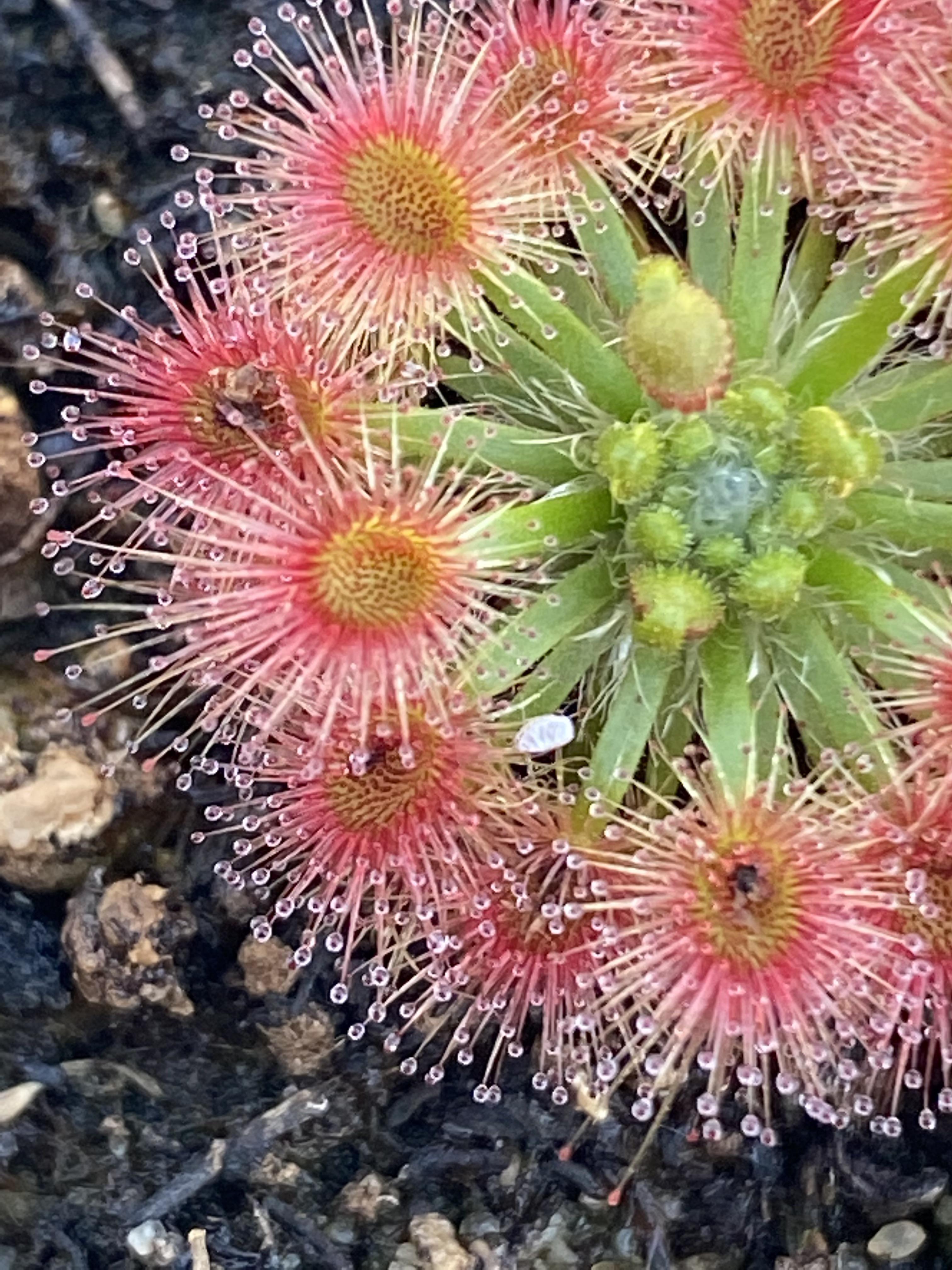 Starting Pink Sundew seeds indoors