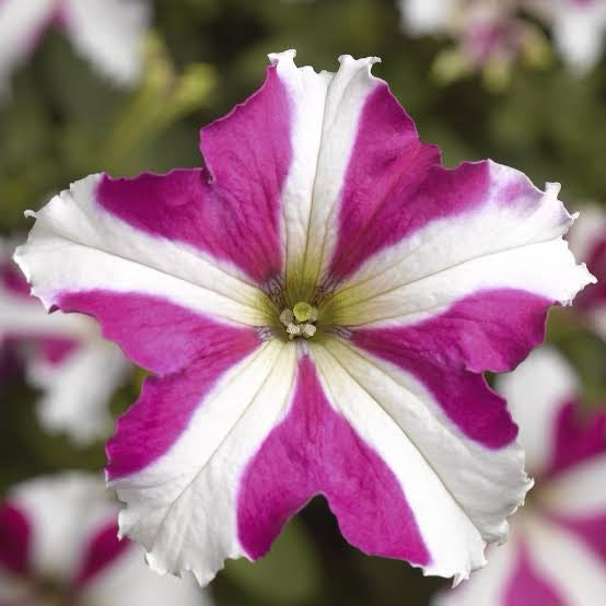 Starting pink white petunia seeds indoors