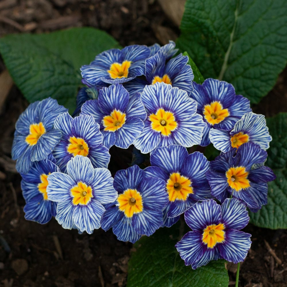 Starting primula seeds indoors trays