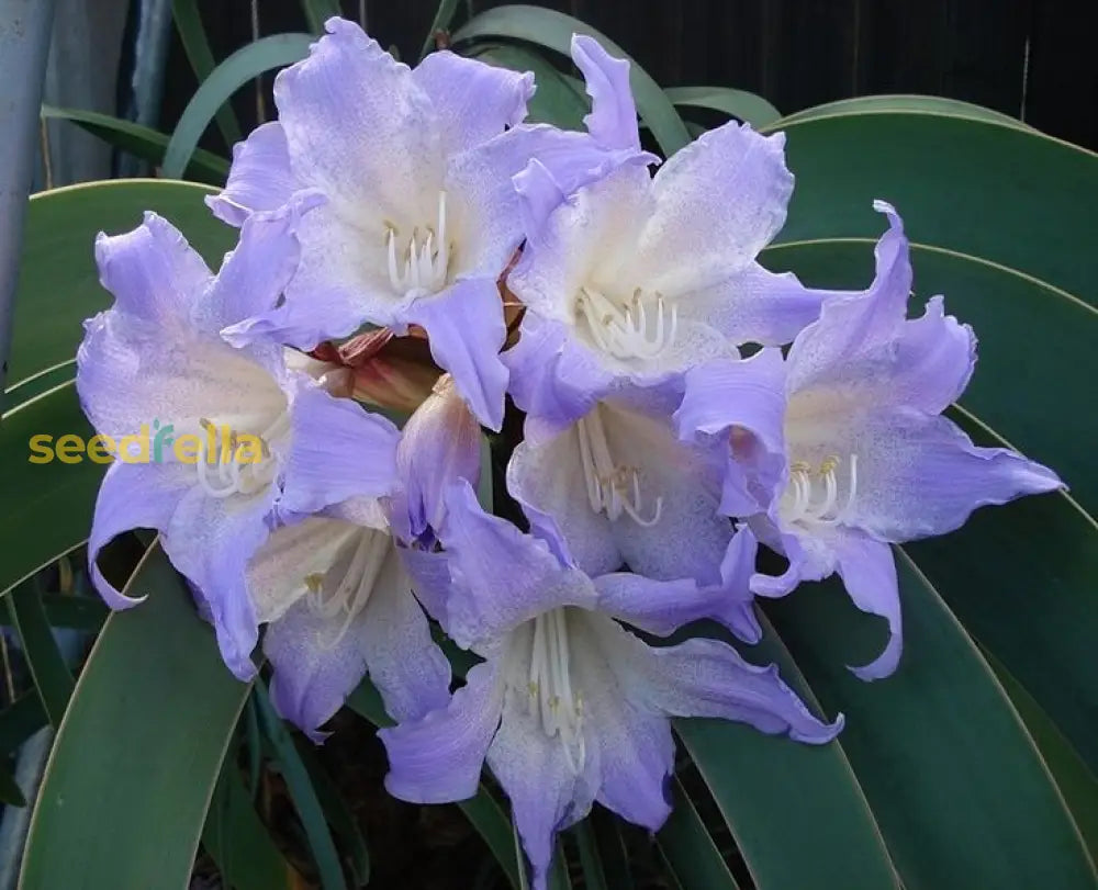 Starting purple Amaryllis seeds indoors