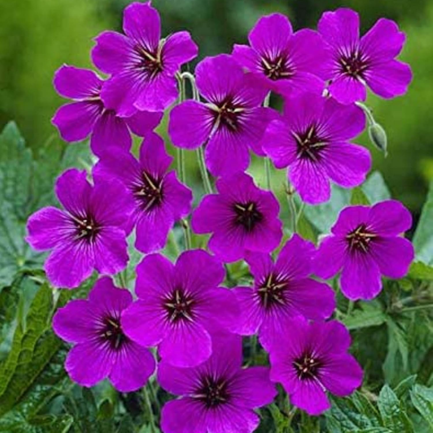 Starting purple geranium seeds indoors