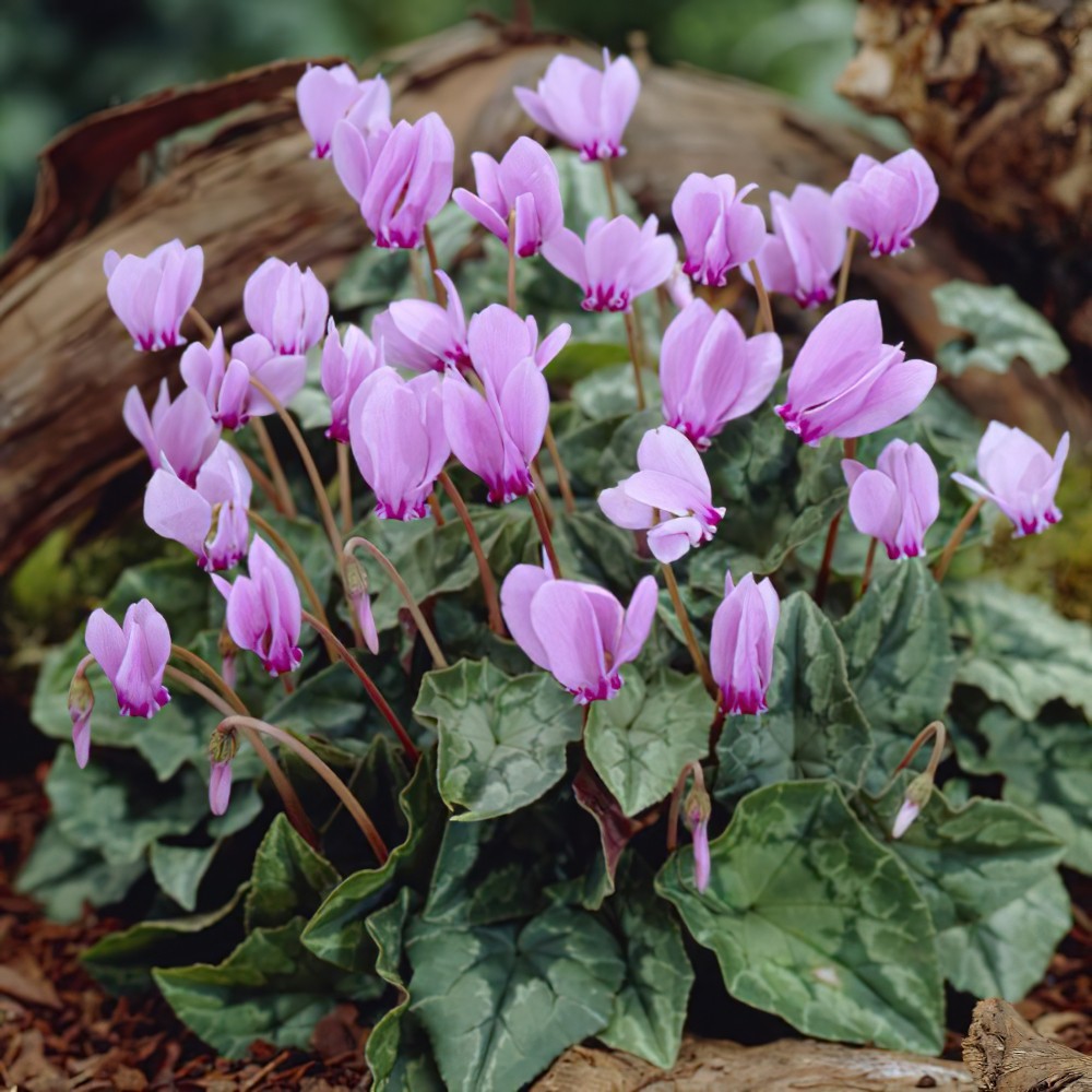 Starting purple and white Cyclamen seeds indoors