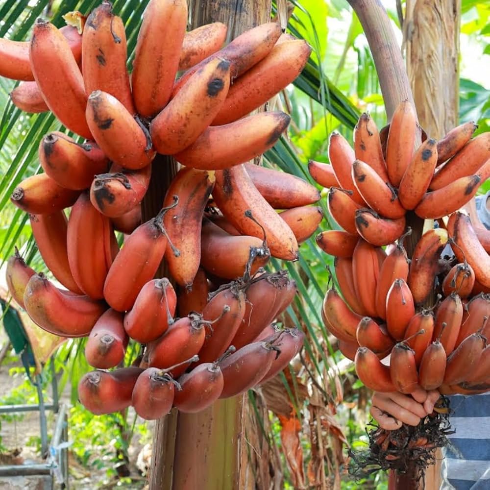 Starting red banana seeds in warm soil