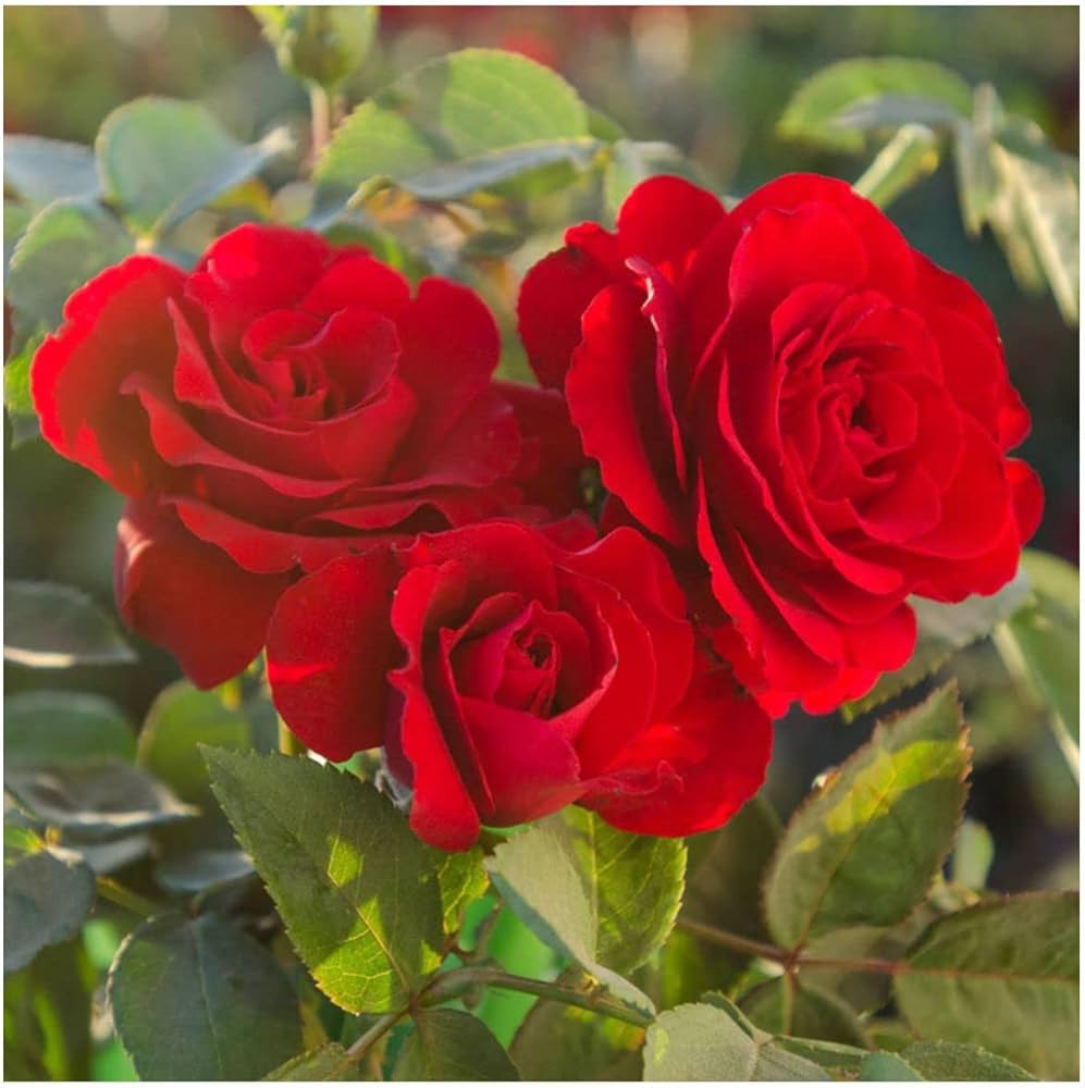 Starting red edge rose seeds indoors