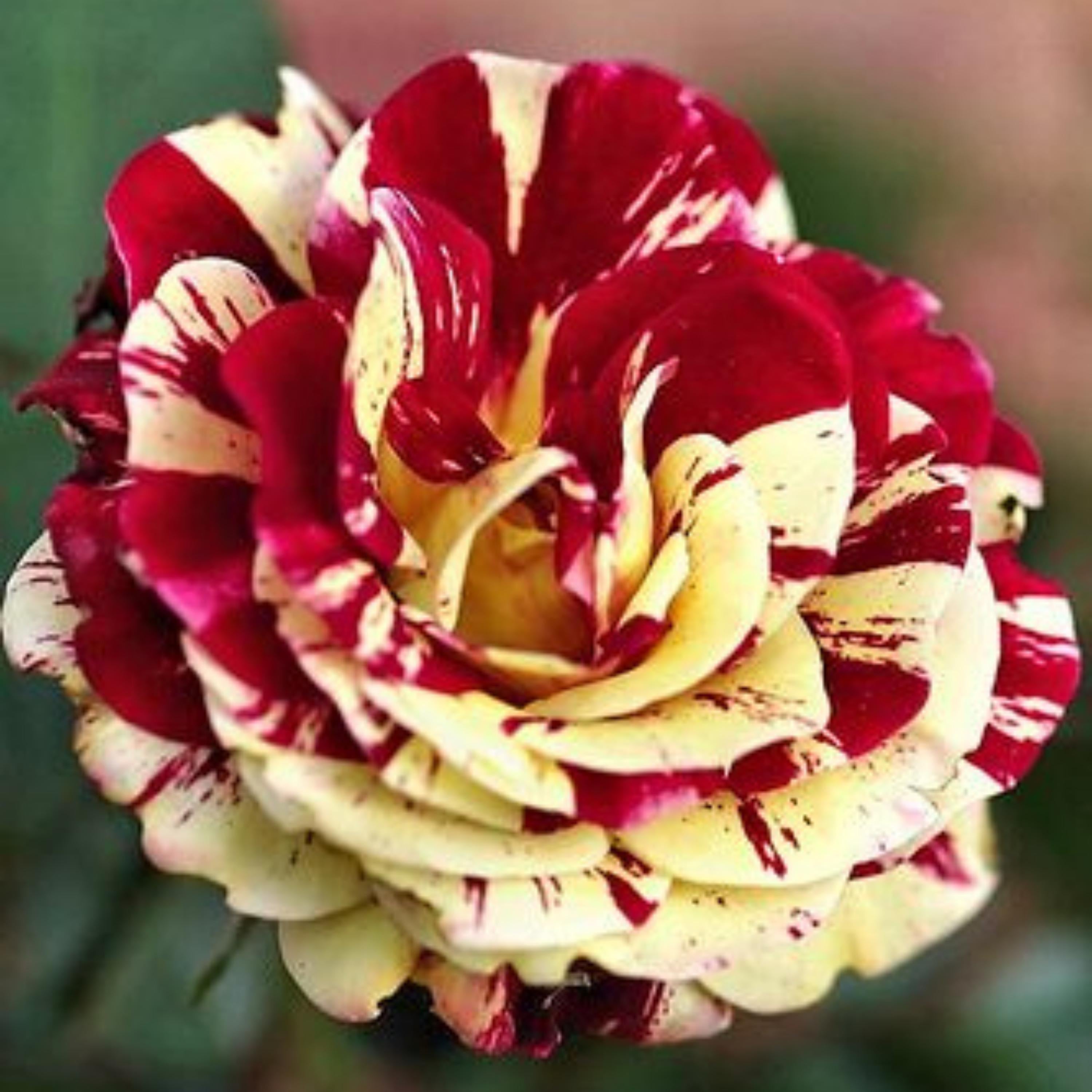 Starting red and yellow rose seeds in seed trays