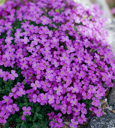 Starting light pink rock cress seeds indoors trays