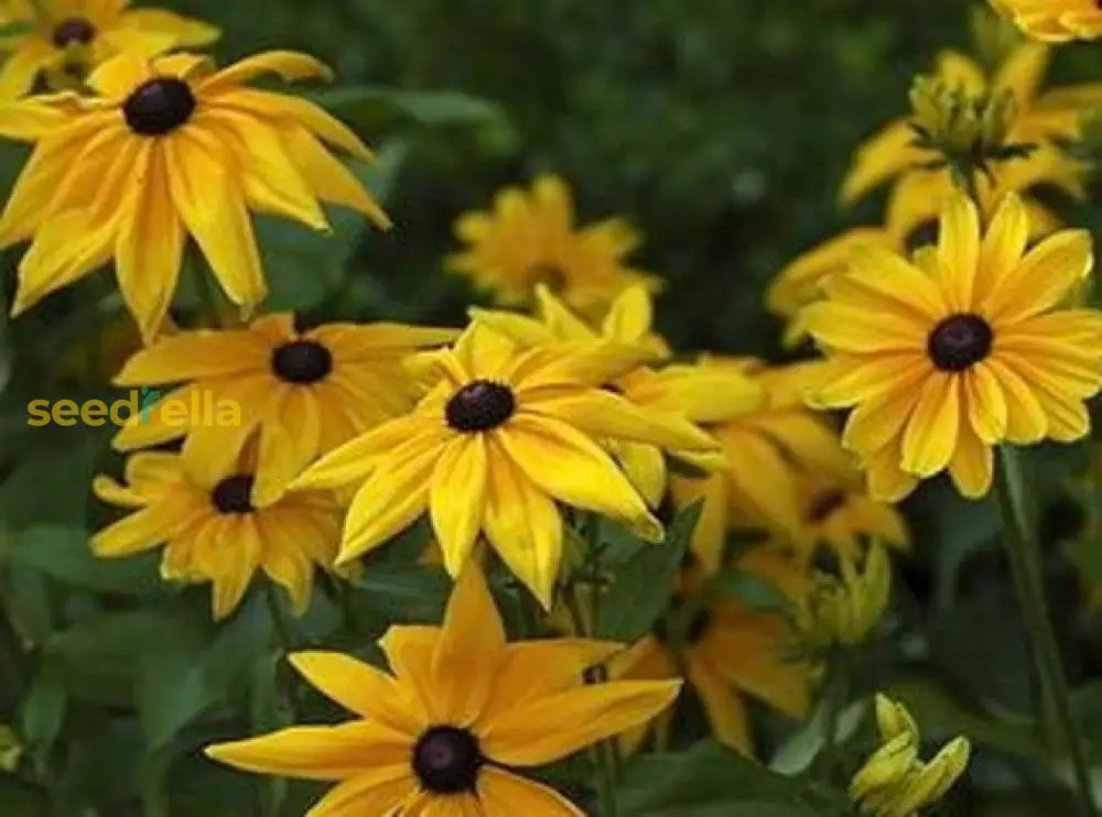 Starting Rudbeckia Fulgida seeds indoors