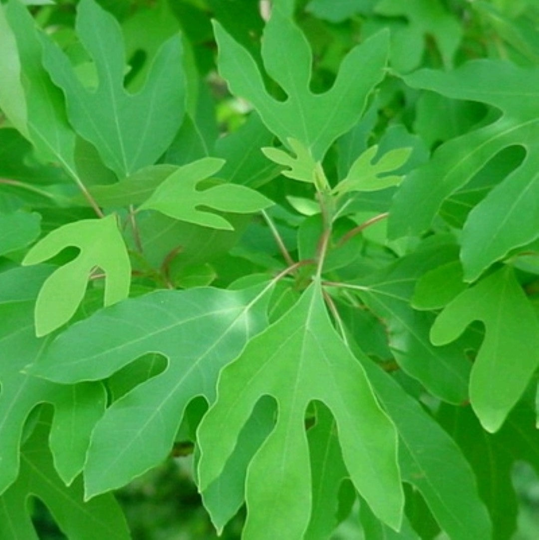 Starting Sassafras albidum seeds indoors