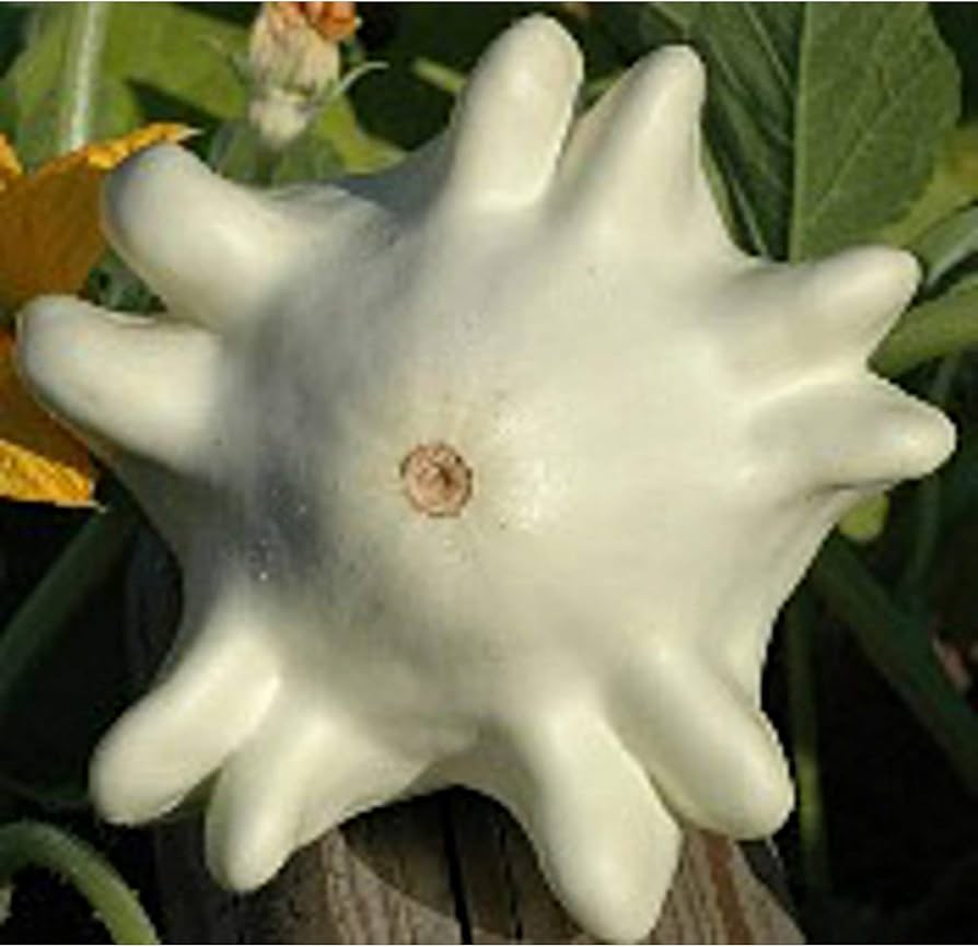 Starting Finger squash seeds indoors