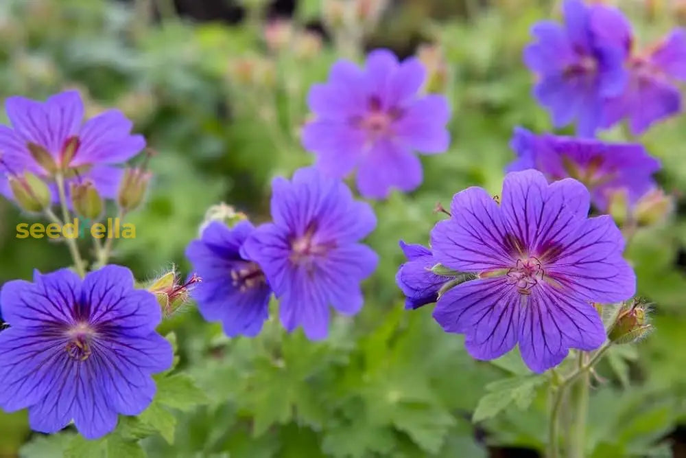 Starting violet climbing geranium seeds indoors