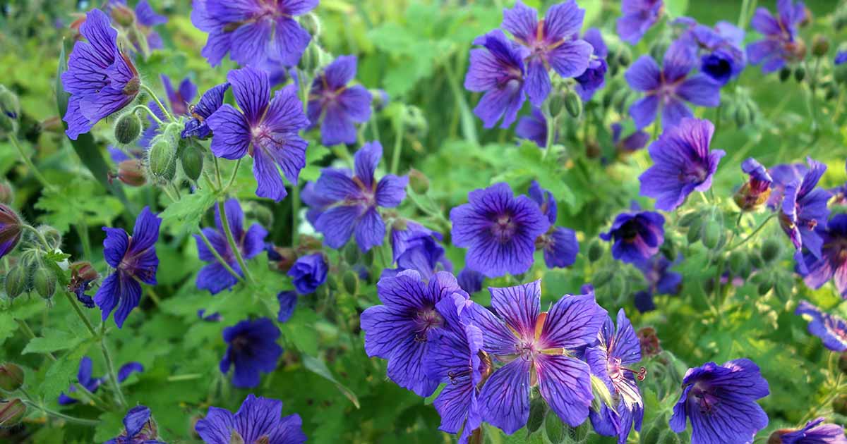 Starting violet red geranium seeds indoors