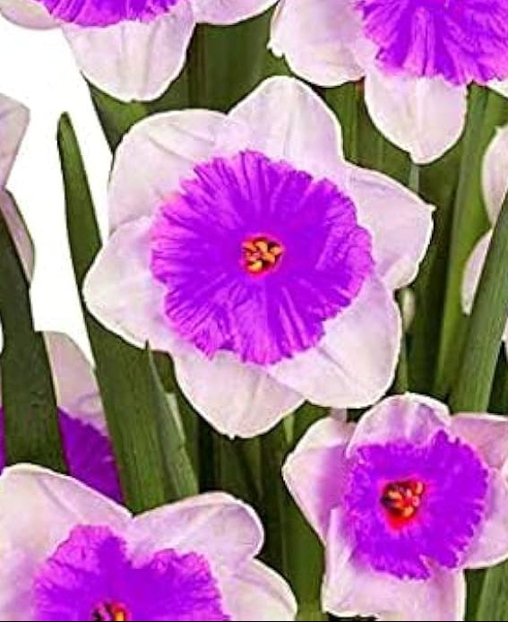 Starting white violet daffodil seeds indoors with stratification